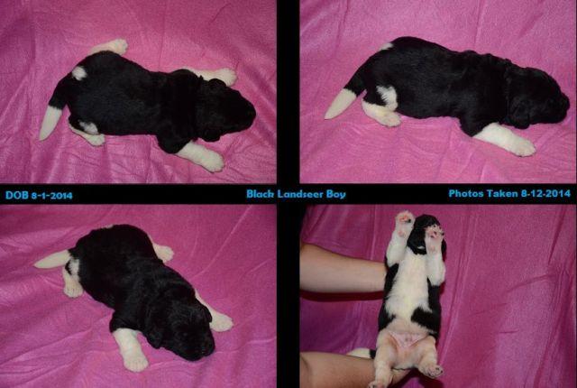 AKC Newfoundland puppies Ready To Go Friday! 2 Left