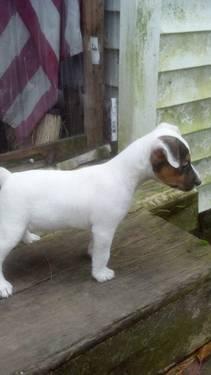 AKC Parson Russell Terrier Female