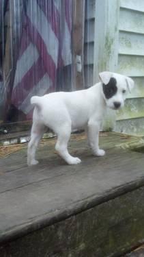AKC Parson Russell Terrier female puppies