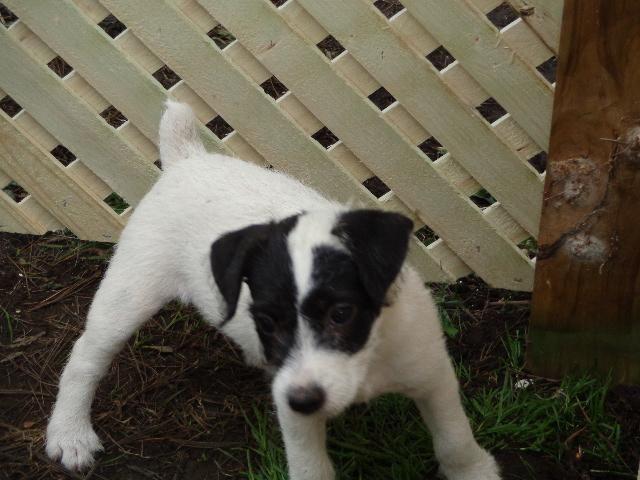 AKC Parson Russell Terrier Female Puppy
