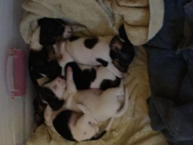 AKC Piebald Dachshunds Puppies for sale