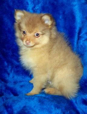AKC Pomeranian named Remus - 6mo
