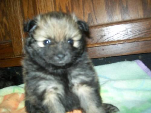 AKC POMERANIAN PUPPIES (MALES) 2 RED SABLE