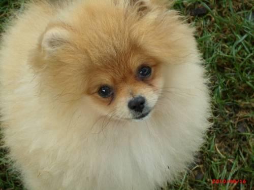 AKC Pomeranian Puppy *Male*