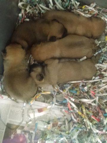 AKC PUG PUPPIES FOR SALE
