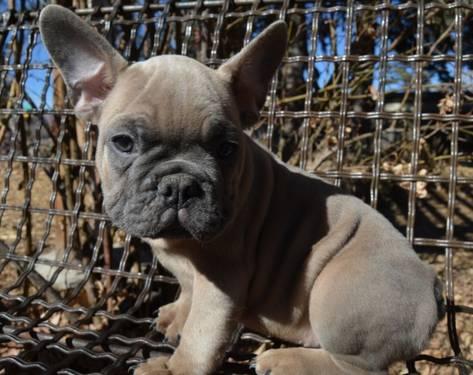 AKC RARE BLUE CHOCOLATE SABLE FRENCH BULLDOG PUPPY FOR SALE