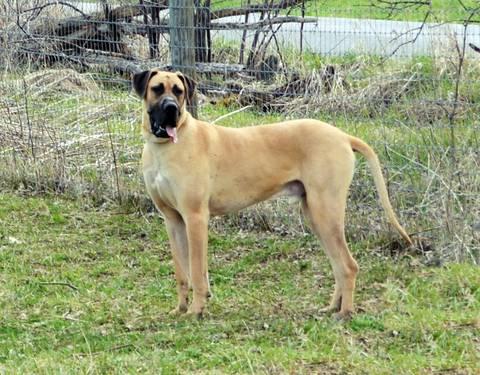 AKC reg. Ch. Sired Fawn Great Dane Male - Pet Home Only