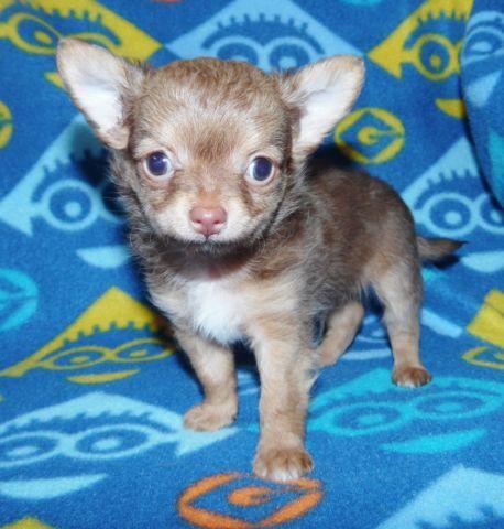 AKC Registerable Long Coat Chihuahua Puppies - Boys and Girls
