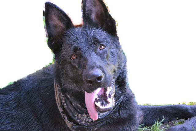 AKC registered BLACK German Shepherd puppies