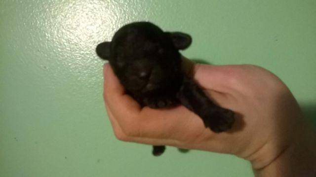 AKC registered black toy poodle puppy