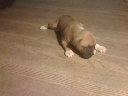 AKC registered Boxer puppies