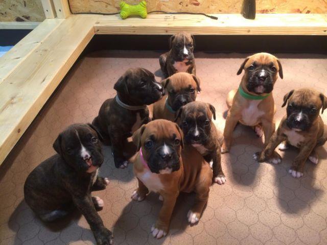 AKC Registered Boxer Puppies - Champion Bloodlines Brindle