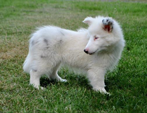 AKC registered Double Merle female Sheltie puppy available
