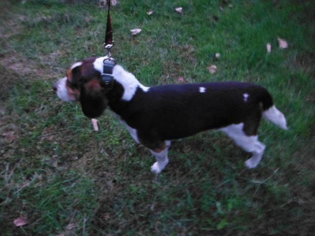 AKC registered Female beagle