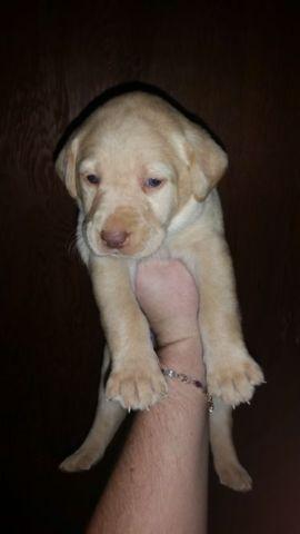 Akc registered male yellow lab pups