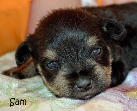 AKC registered Teacup sized(Mature under 7 lbs) puppies-Ready June 26