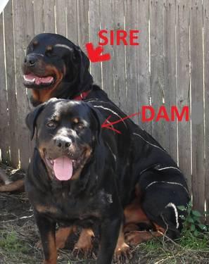 Akc Rottweiler Puppies Due 1st Week In March