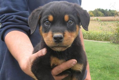 AKC Rottweiler Puppies (males & females)