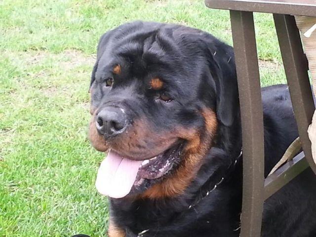 AKC Rottweilers Available