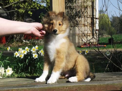 AKC Sable and White Sheltie Puppies