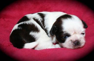 AKC Shih Tzu Puppy Female Red & White!!