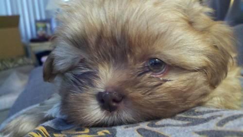 AKC SHIH TZU'S-ALL YOU'LL WANT FOR CHRISTMAS!!