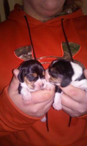 Akc Show and Hunt Beagle Pups
