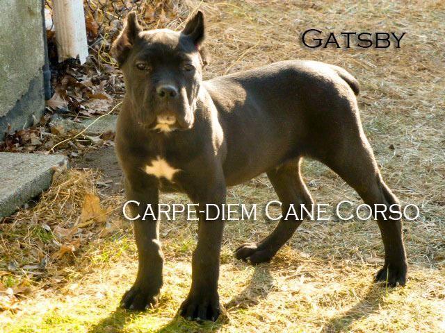 AKC SHOW QUALITY MALE -SOLID BLACK