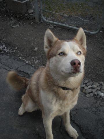 AKC Siberian Husky Looking for a loving home