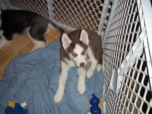 AKC Siberian Husky Puppies 8 weeks old (ready for new home)