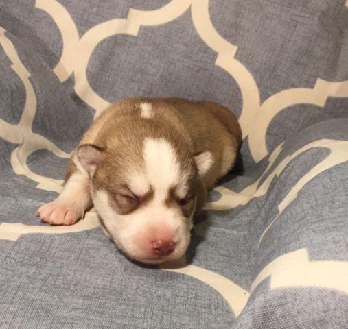 AKC Siberian Husky Puppies male and female