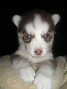 AKC Siberian Husky Puppy (R&W boy)
