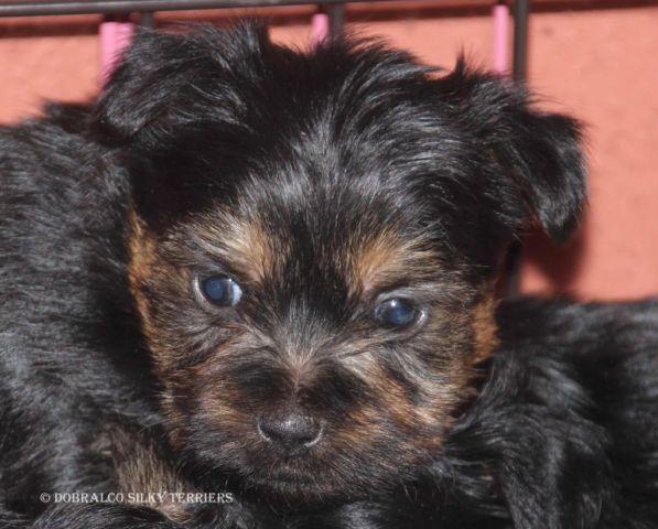 AKC Silky Terrier Puppies Male's