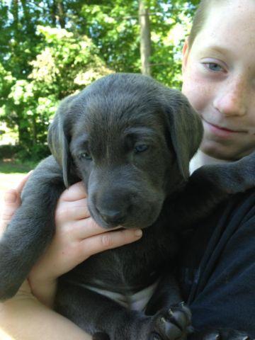 AKC Silver Lab Puppies for Sale