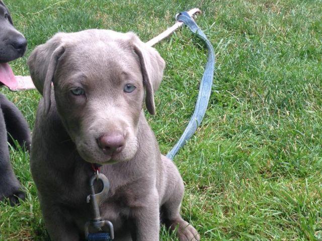 AKC Silver Lab Puppy for Sale