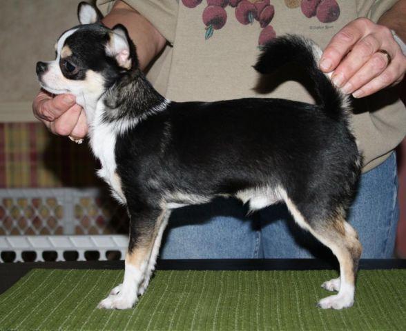 AKC Smooth Coat Male Chihuahua