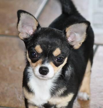 AKC Smooth Coat Male Chihuahua Puppy