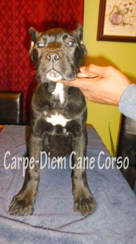 AKC SOLID BLACK CANE CORSO MALE 16 WEEKS OLD UPDATED 2/4/15