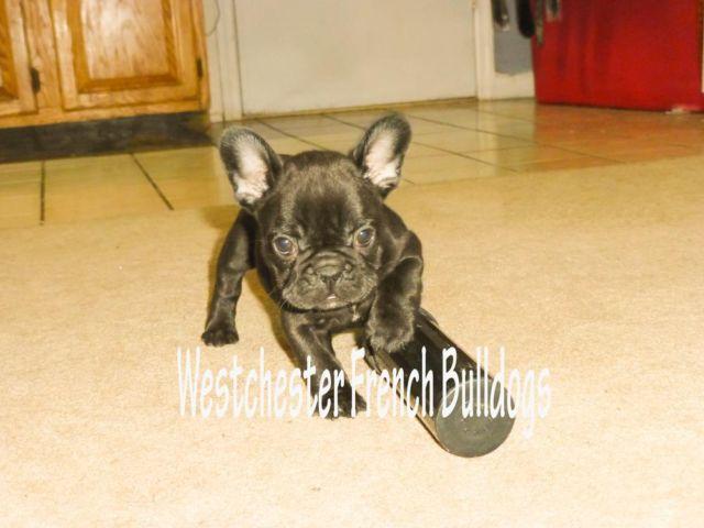 AKC SOLID BLACK FRENCHIE FEMALE 8 WEEKS OLD READY TO GO!!!!