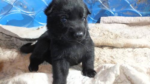 Akc Solid Black German Shepherd puppies