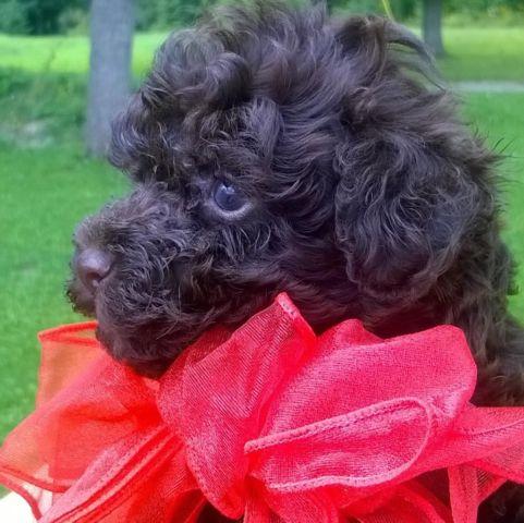 AKC solid chocolate tiny toy poodle Puppy Male