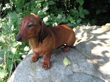 Akc standard dachshund for adoption