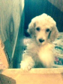akc Standard Poodle pups $650 ($1200 breeding rights)