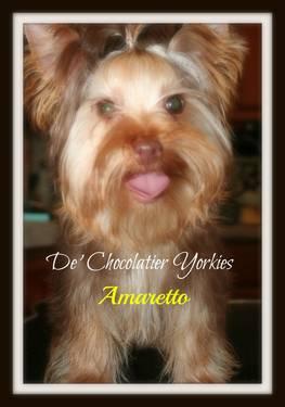 AKC Teacup Chocolate Yorkie 9 months old