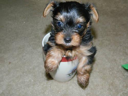 AKC Teacup Yorkie Puppy's