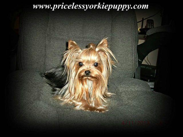 AKC Teacup Yorkie Yorkshire Male 2.5 lbs Stud Service not for sale