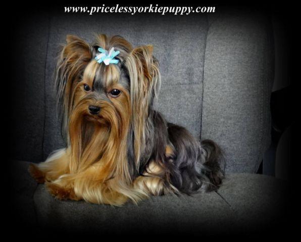 AKC Teacup Yorkie Yorkshire Male 3 lbs For Stud Service not for sale