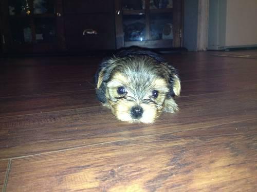 akc teacup yorkshire terrier puppies