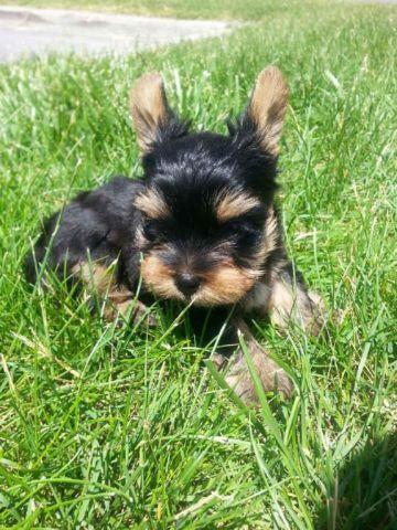 AKC Teacup Yorkshire terrier Yorkie Puppy