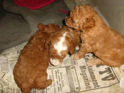 AKC Toy Poodle Puppies